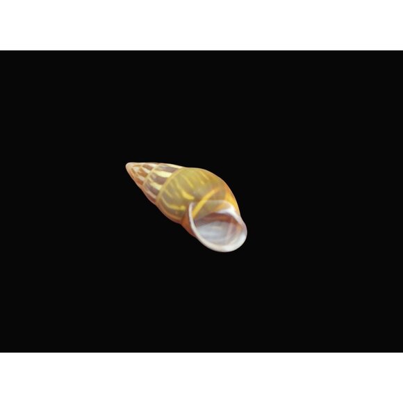 Amphidromus Everettii Specimen Spiral Shell - Picture 7 of 7